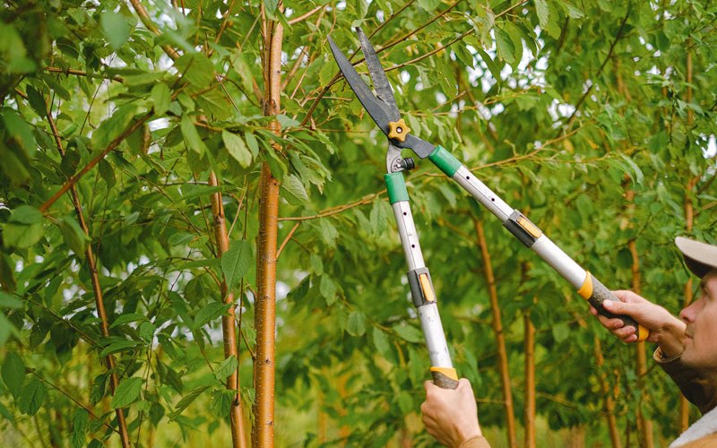 Tree trimming in Strum, WI