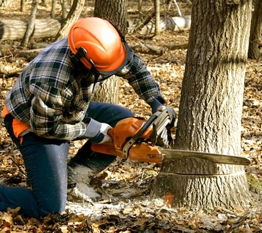 Tree Removal in Strum, WI